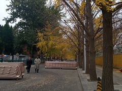 -三里屯东五街银杏大道