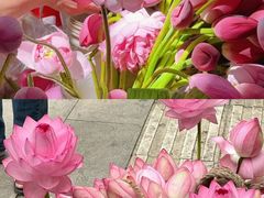 -溪岸路花鸟市场