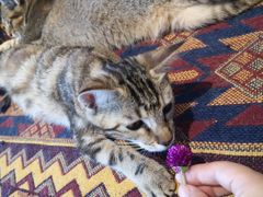 -喵屿·大理花园猫咖