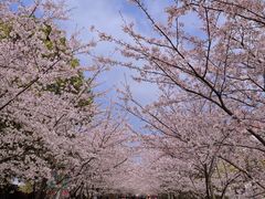 -高东镇樱花园