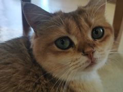 -藏猫猫咖啡主题馆(中央大道店)