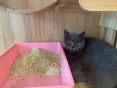-Pets First伊珊娜洗护·精致美容·家庭式寄养(新会路店)