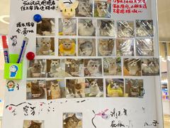 -COLOR PETS 撸猫馆·购猫·猫咖(长风大悦城店)