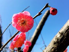 -新建村梅花