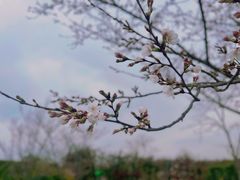-顾村公园