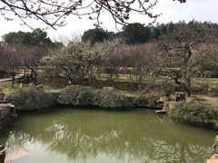 -香雪海