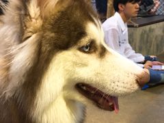 -TrueLove @ Neverland (Husky Cafe)