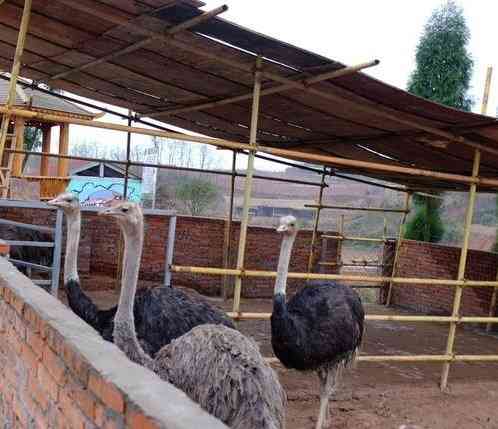 和朋友一起约到木耳镇七彩大庄园. 从主-大众点评