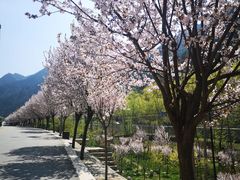 -王顺山国家森林公园