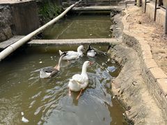 -竹林农庄
