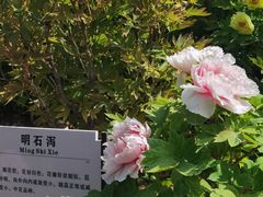 -洛阳市牡丹公园