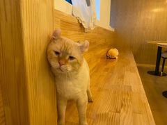 -猫腻·猫咖·撸猫馆(星光大道店)