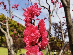 -上海共青森林公园