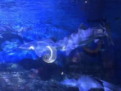 -烟台海昌鲸鲨海洋公园