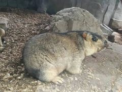 -广州长隆飞鸟乐园
