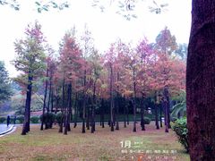 -晓港公园