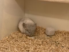 -龙猫仔乐园(惠福东路店)