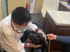 -宠爱国际动物医院·消化内科·心肾内科·ISFM猫友好(望京店)