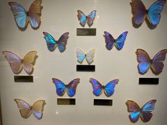 -上海昆虫博物馆