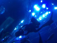-迪拜水族馆及水下动物园