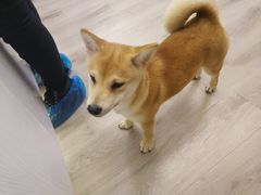-浣熊柯尔鸭土拨鼠·电玩咖