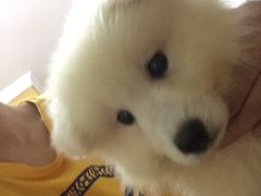 -翊宠yipet猫狗购宠庄园犬舍•猫舍