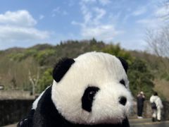 -都江堰中华大熊猫苑