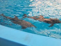 -尼莫海豚馆