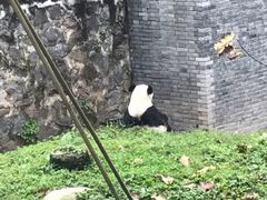 -都江堰中华大熊猫苑