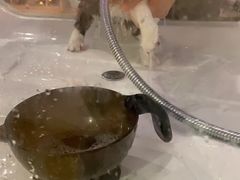 -70cat德文卷毛猫·缅因猫纯种猫舍