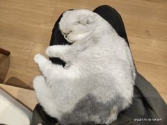 -是阿柴呀！柴犬咖啡·爱喵喵猫咖