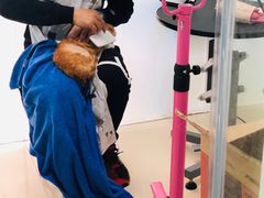 -圣宠动物医院·犬猫专科·影像中心·外科中心