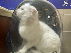 -艾贝尔宠物医院·狂犬免疫点(江山金象城店)