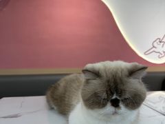 -喵园·猫主题咖啡厅·撸猫·猫咖(国贸店)