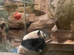 -成都动物园