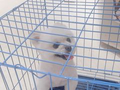 -爱宠屋pet shop·宠物洗澡·宠物美容