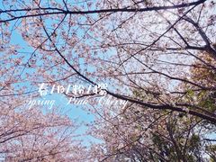 -高东镇樱花园