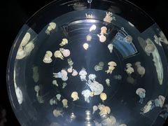 -大阪海游馆
