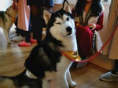 -Husky Go! 哈士奇体验馆·宠物咖啡厅狗咖