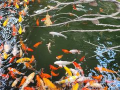 -南宫五洲植物乐园