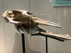 -安徽省地质博物馆