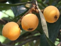 -西山樟坞健康果园枇杷杨梅采摘