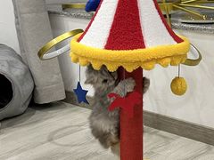 -momokira米努特·德文卷毛猫·棉花面纱犬
