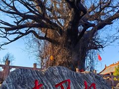 -大槐树寻根祭祖园