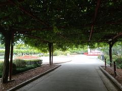 -嘉定紫藤园