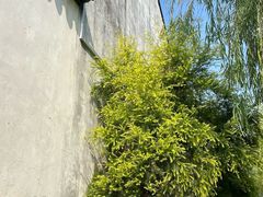 -黎里古镇