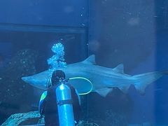 -海合安成都极地海洋公园