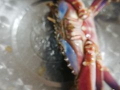 -宾朋海鲜特色美食餐厅·纯手工鲅鱼水饺(兴海路店)