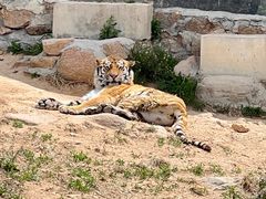 -西霞口神雕山野生动物世界