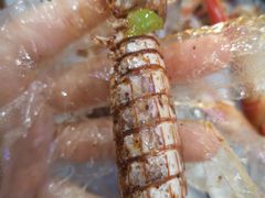 椒盐皮皮虾锅巴-徐嘉赫龙虾馆